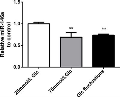 Overexpression of miR-146a Might Regulate Polarization Transitions of BV-2 Cells Induced by High Glucose and Glucose Fluctuations